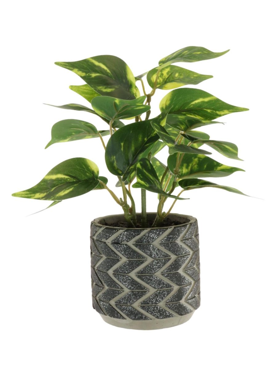 Potted Philodendron Arrangement (Small)