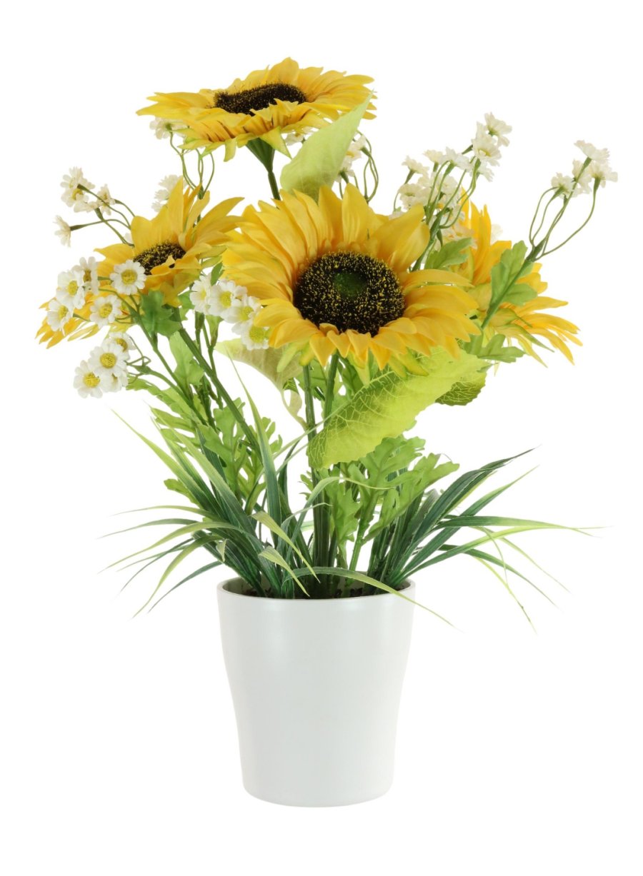 Potted Sunflower And Daisy