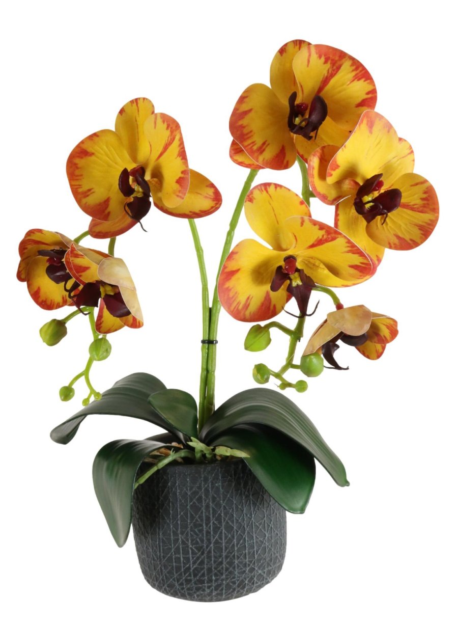 Phalaenopsis Arrangement (2 Stem)