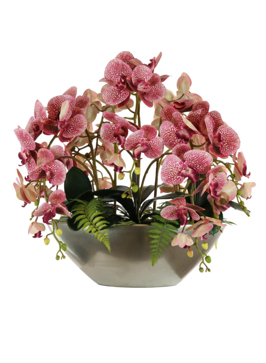 Large Orchid & Fern In Ark Bowl