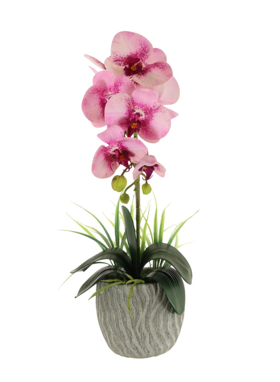 Single Phalaenopsis Arrangement (Large)