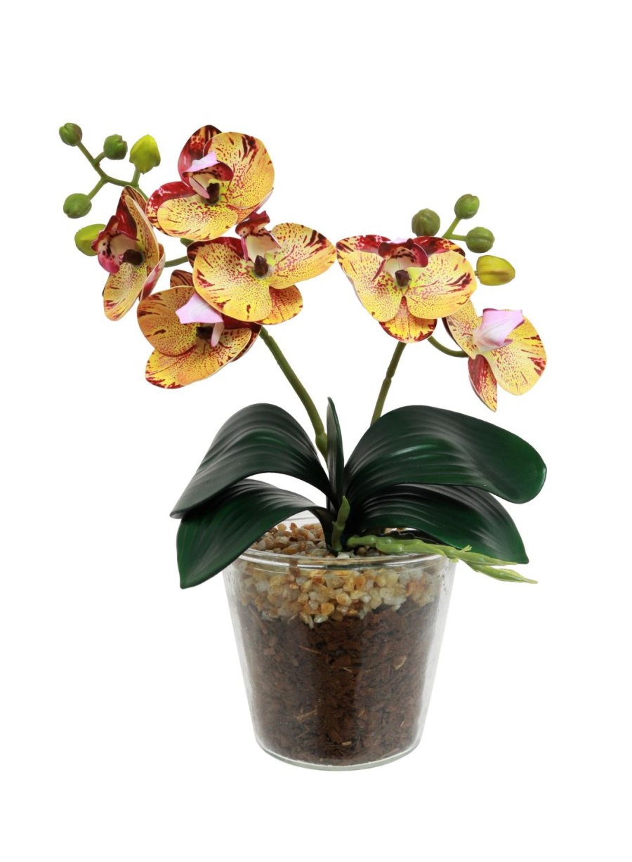 Mini Phalaenopsis Orchid Arrangement