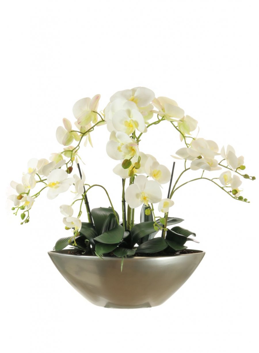 Phalaenopsis Orchid Arrangement In Ark Bowl | Lotus Imports Ltd