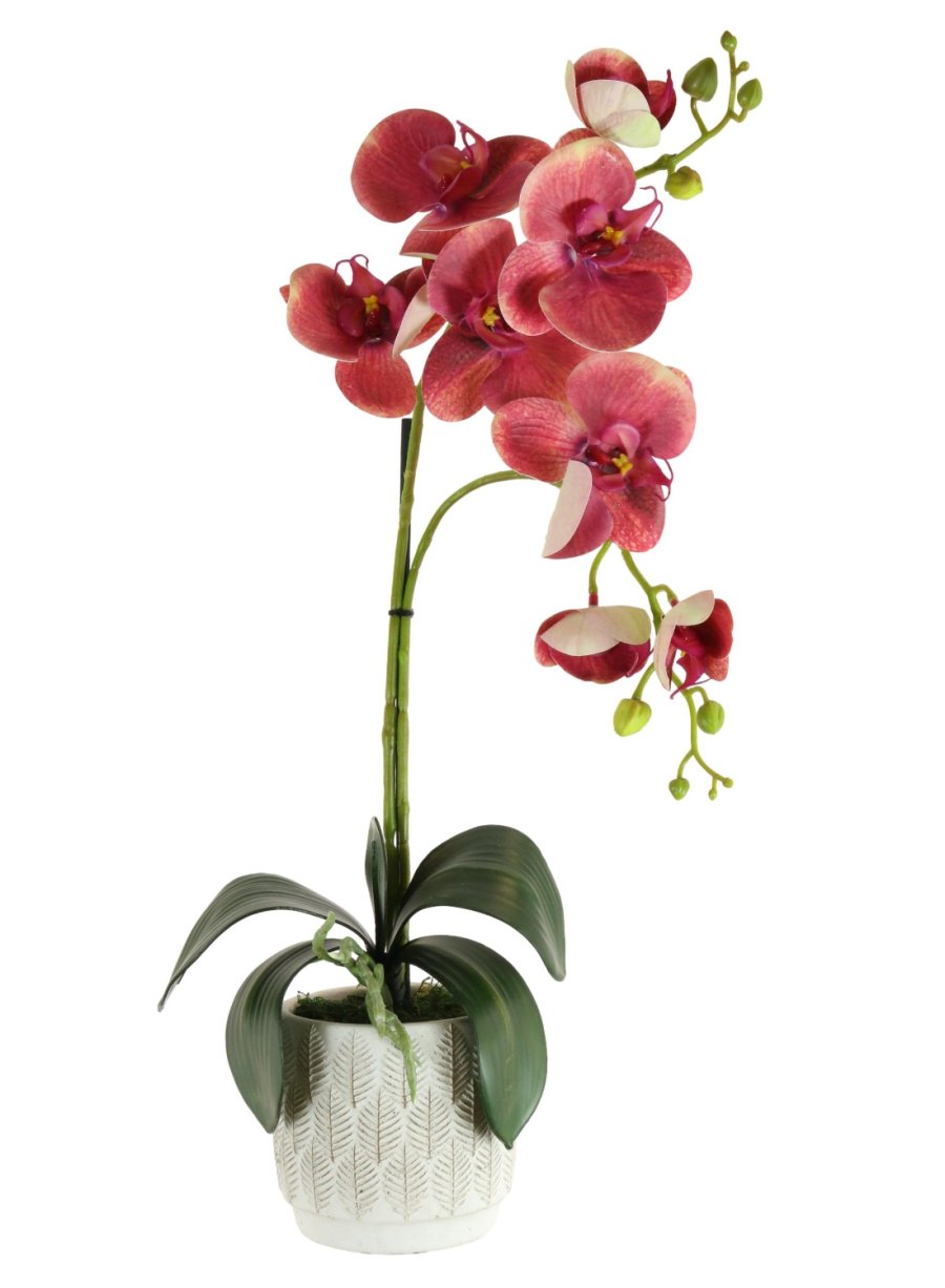 Phalaenopsis Arrangement (8 Flowering Head)